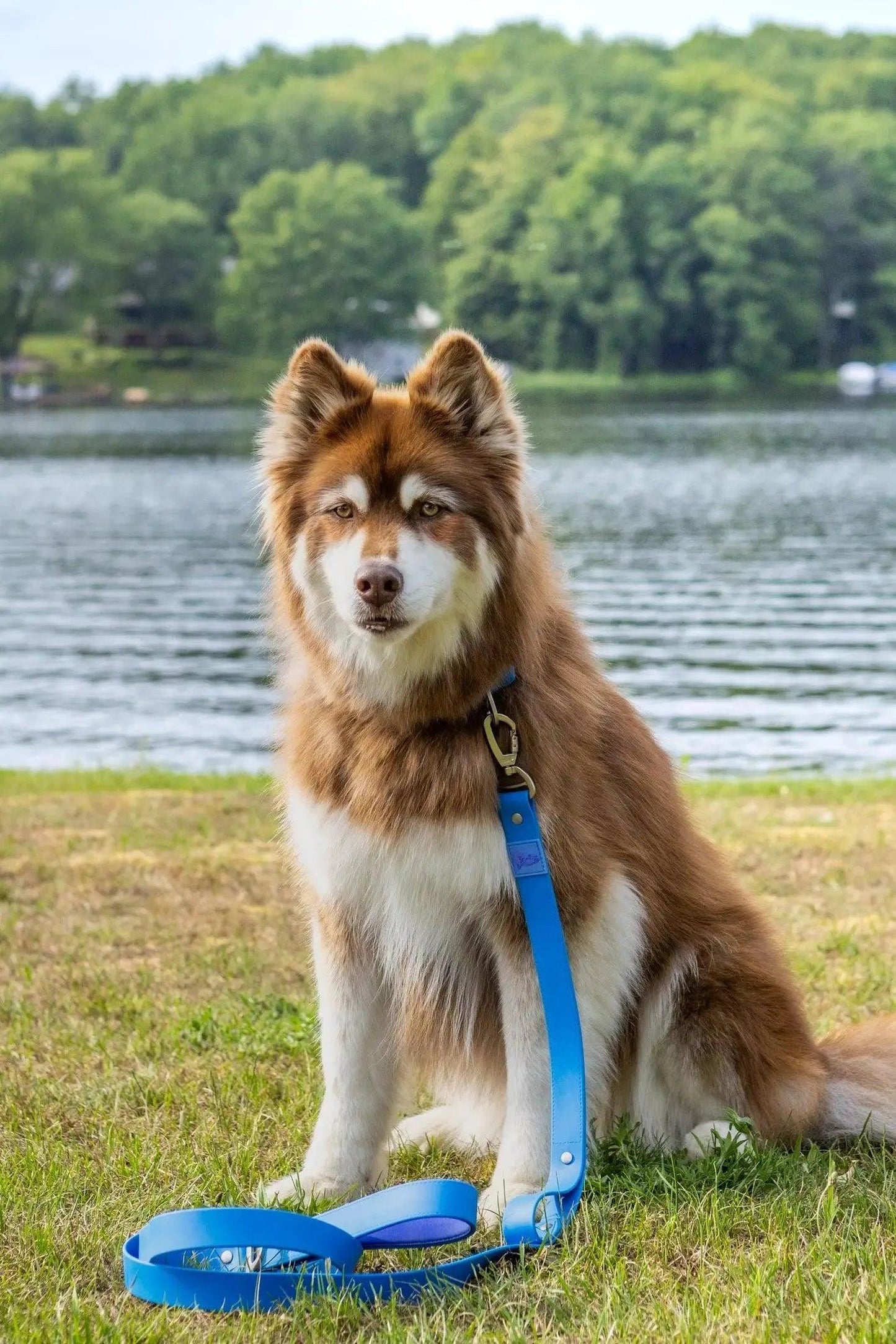Dockside Adventures Waterproof Dog Leash - Tampa Home & Garden Store
