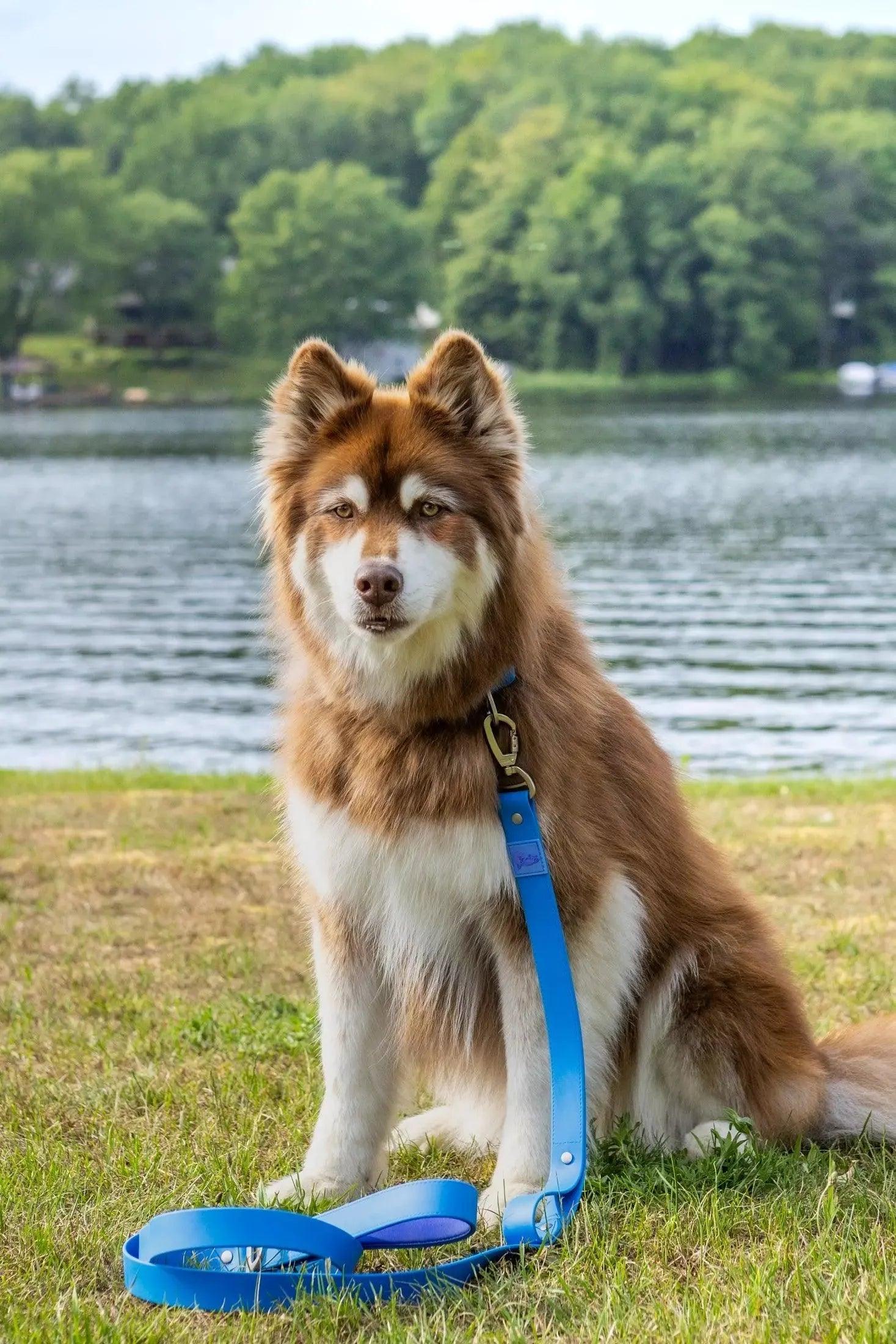 Dockside Adventures Waterproof Dog Leash - Tampa Home & Garden Store