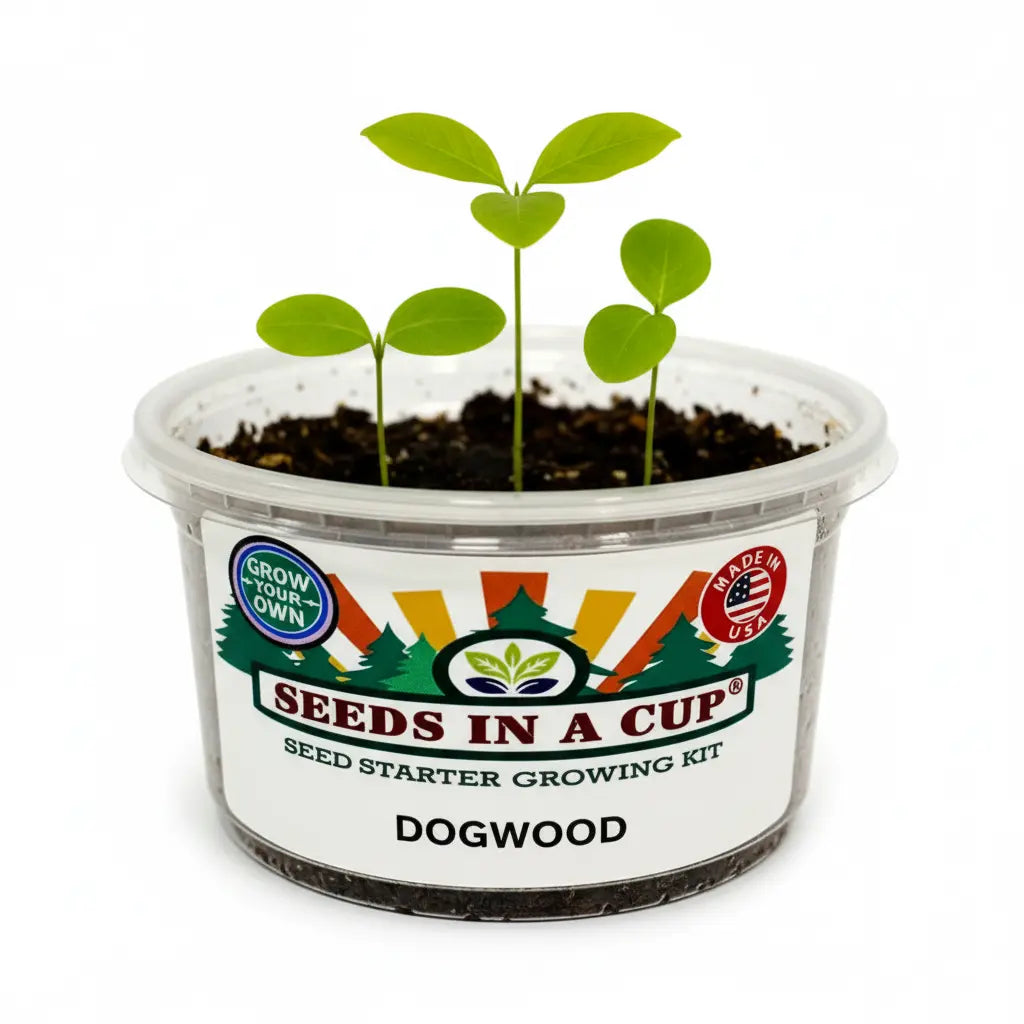 Dogwood Tree Grow Kit - Tampa Home & Garden Store