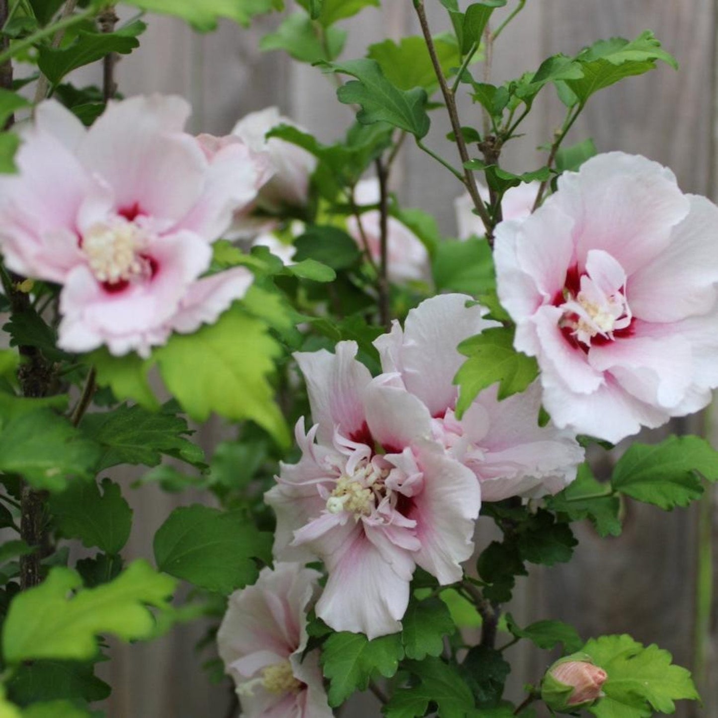 Double Pink Rose of Sharon Tree plant with pink blooms and green leaves Live Good Logistics on Tampa Home & Garden Store