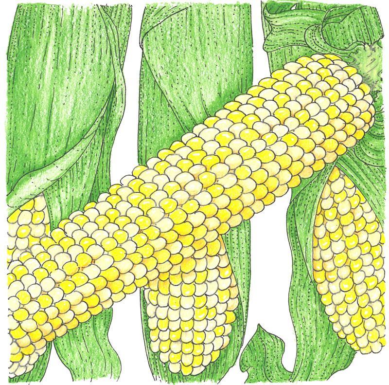 Double Standard Corn Seeds (Organic) - Tampa Home & Garden Store