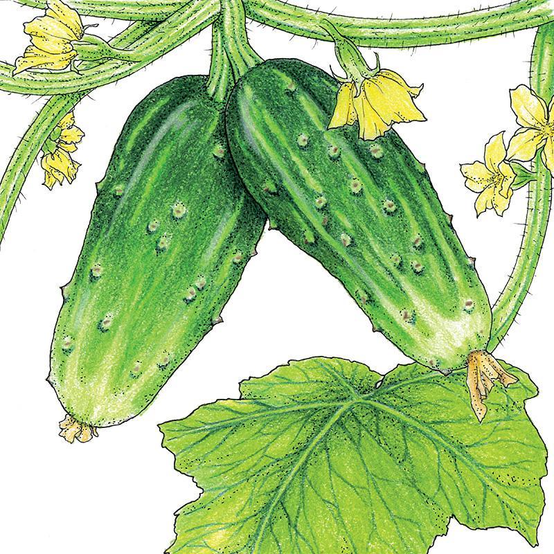 Double Yield Cucumber Seeds (Organic) - Tampa Home & Garden Store