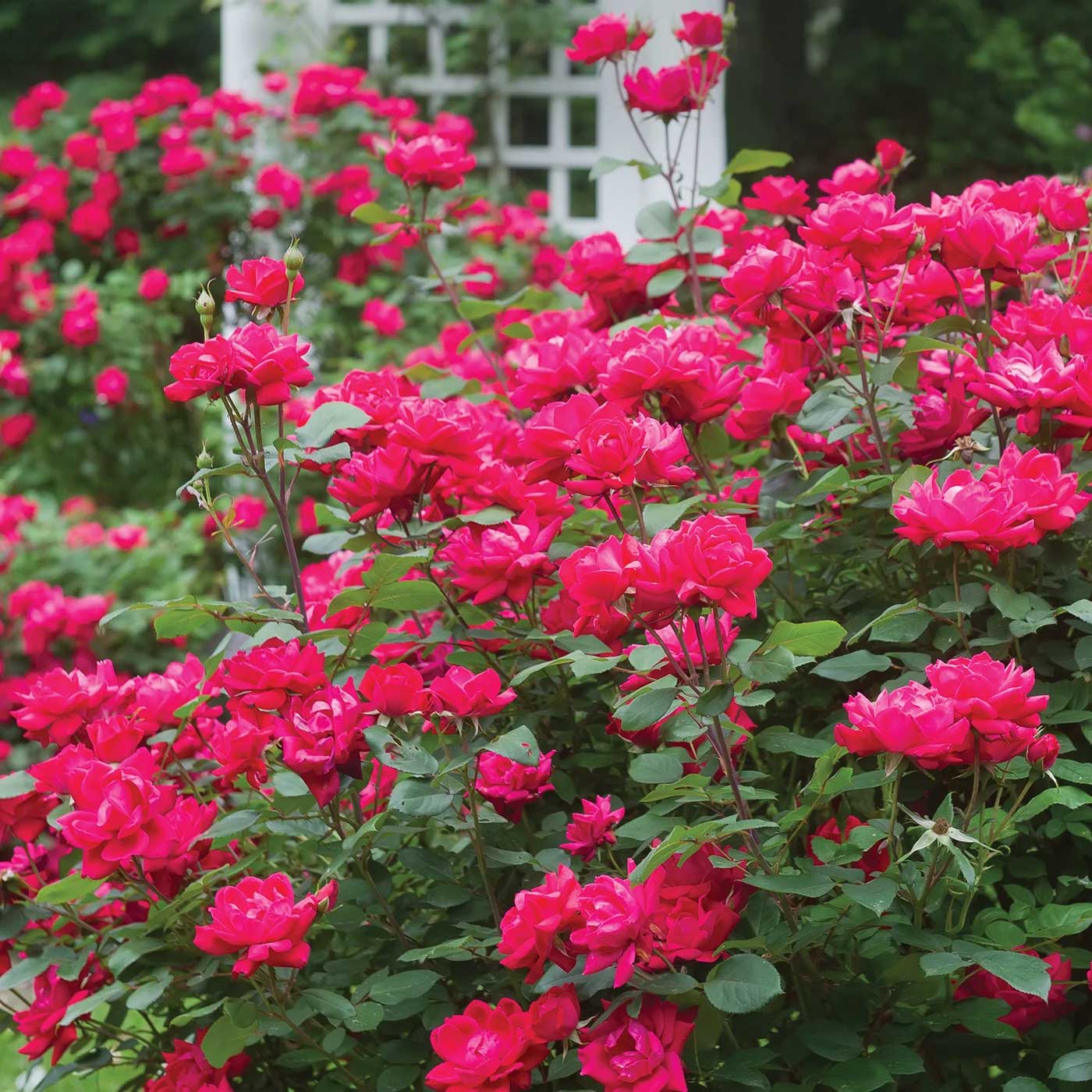 Double Knock Out Rose plant with bright pink blossoms and lush green foliage on Tampa Home & Garden Store