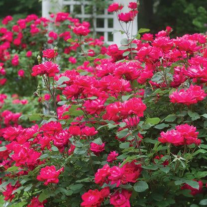 Double Knock Out Rose plant with bright pink blossoms and lush green foliage on Tampa Home & Garden Store