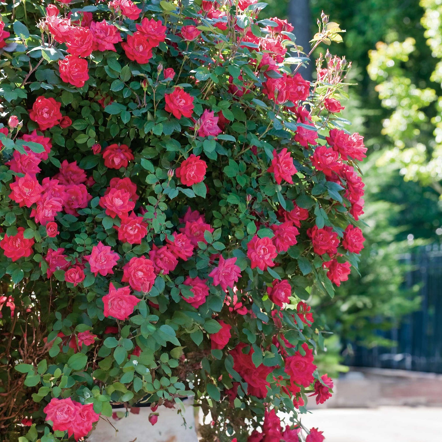Double Knock Out rose plant with vibrant pink blooms on a lush green outdoor shrub on Tampa Home & Garden Store