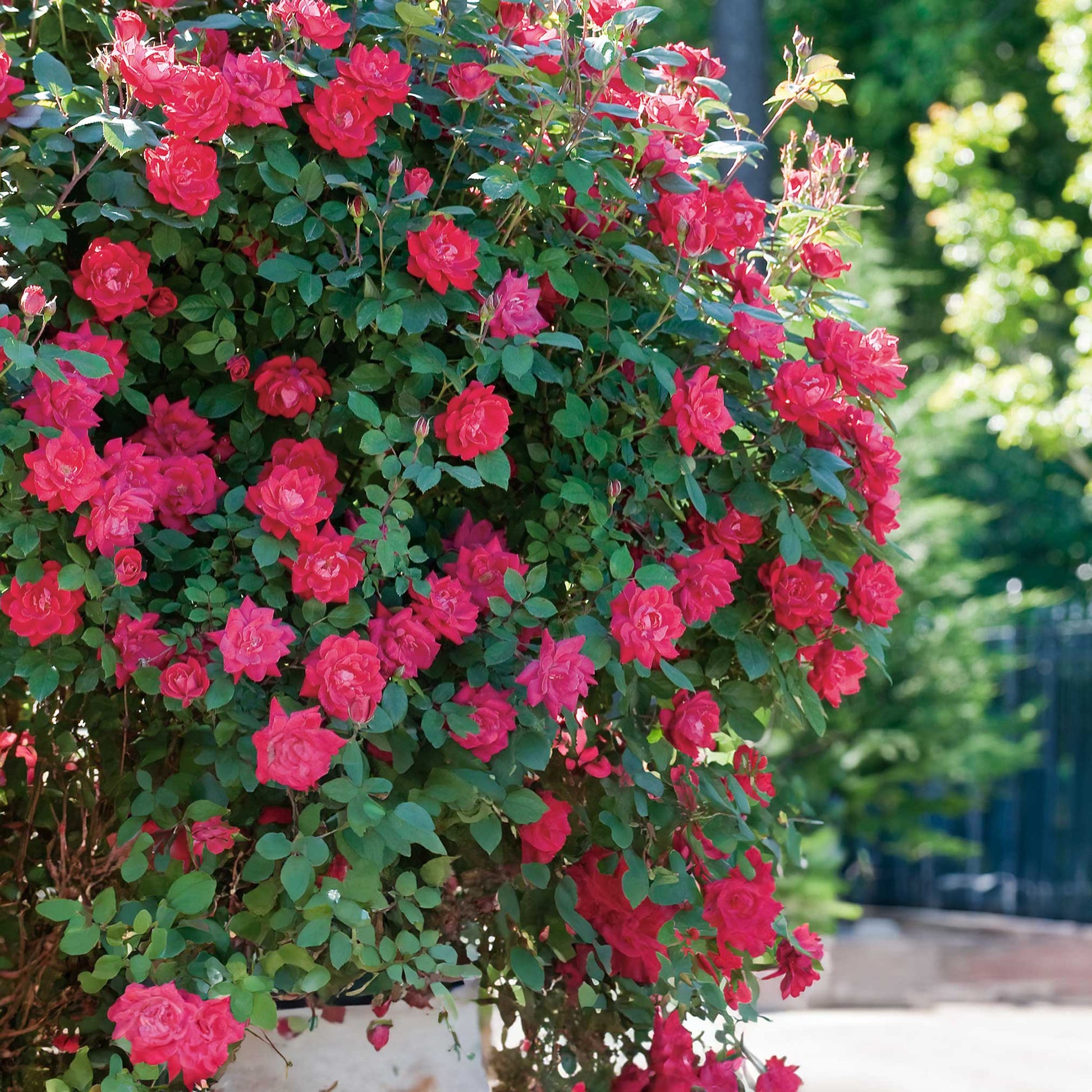 Double Knock Out rose plant with vibrant pink blooms on a lush green outdoor shrub on Tampa Home & Garden Store