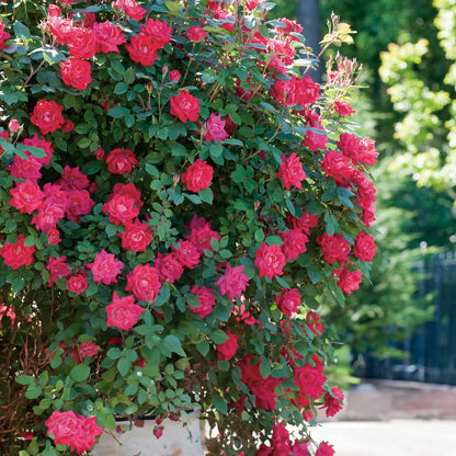Double Knock Out rose plant with vibrant pink blooms on a lush green outdoor shrub on Tampa Home & Garden Store