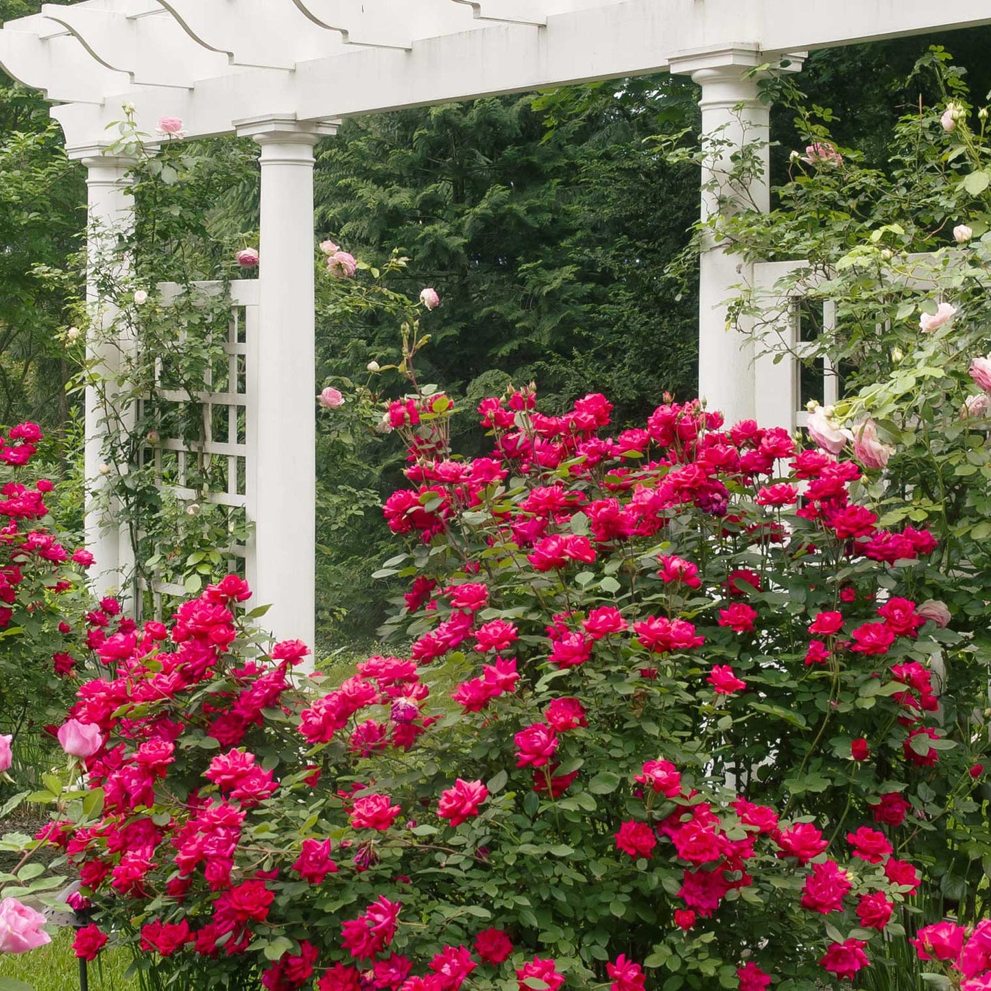 Double Knock Out® Rose plant with bright pink blooms climbing a white pergola on Tampa Home & Garden Store