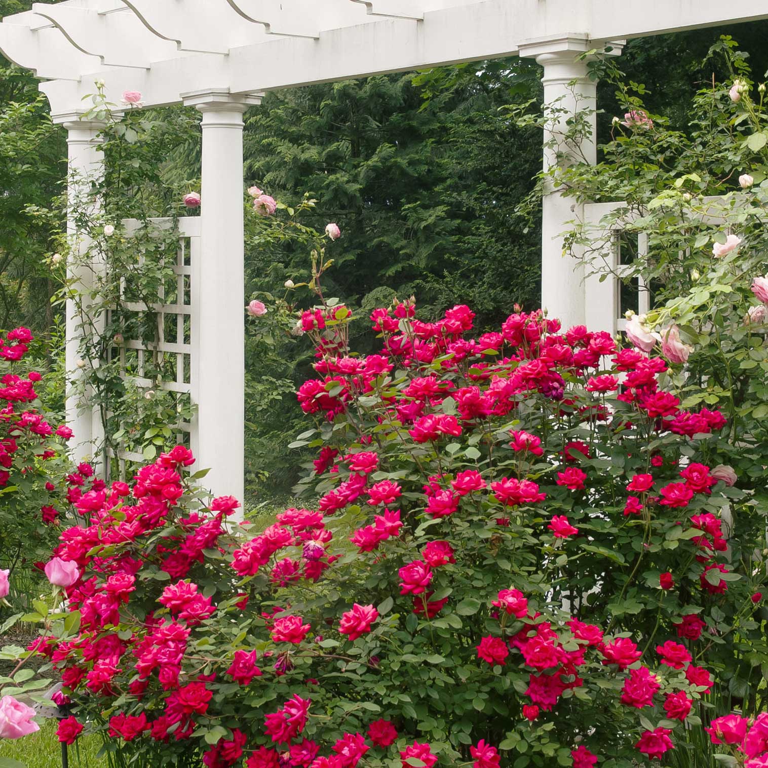 Double Knock Out® Rose plant with bright pink blooms climbing a white pergola on Tampa Home & Garden Store