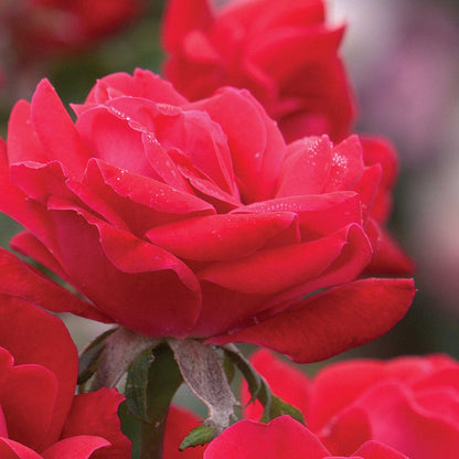 Double Knock Out Rose plant with a red bloom and dew drops, Live Good Logistics on Tampa Home & Garden Store