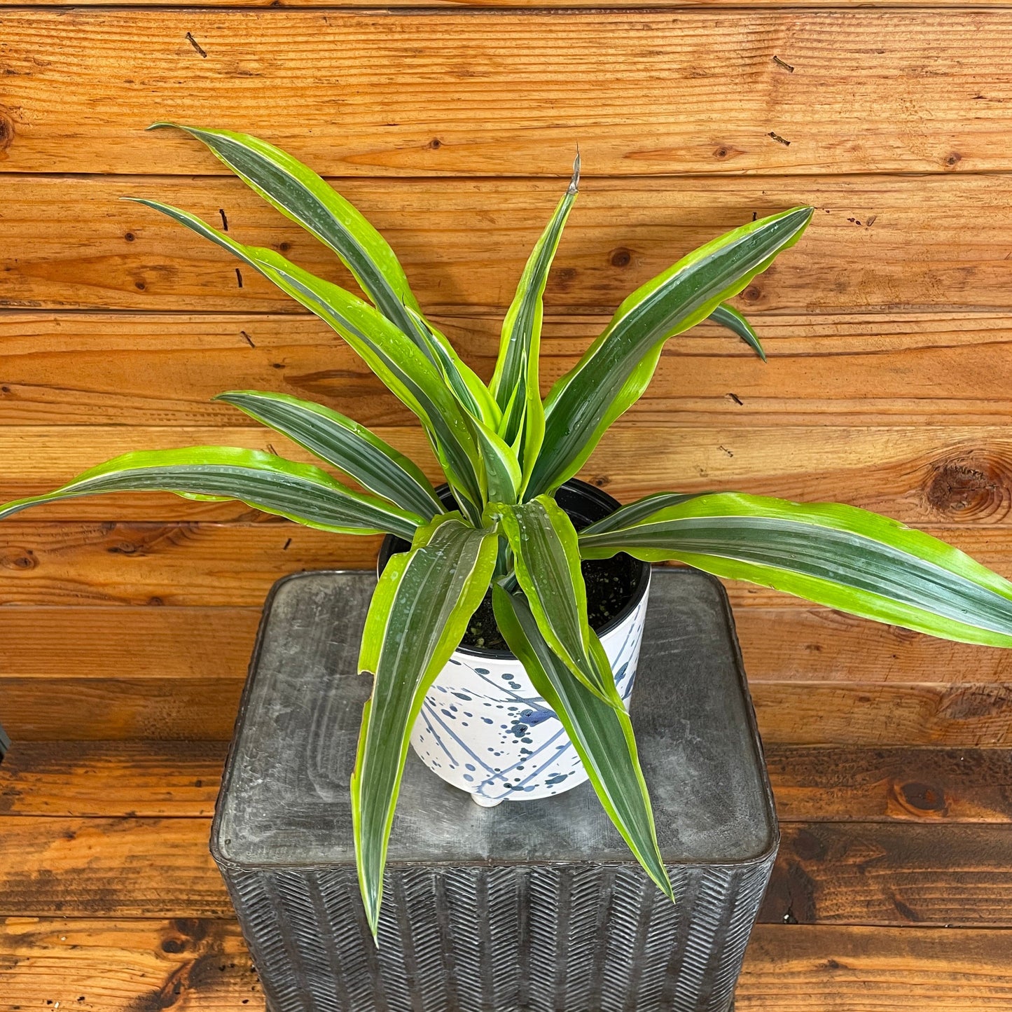 Dracaena Deremensis Lemon Lime, 6" Plant - Tampa Home & Garden Store