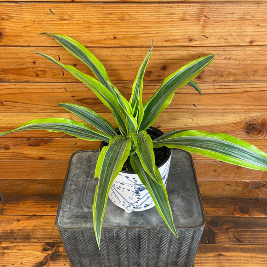 Dracaena Deremensis Lemon Lime, 6" Plant - Tampa Home & Garden Store