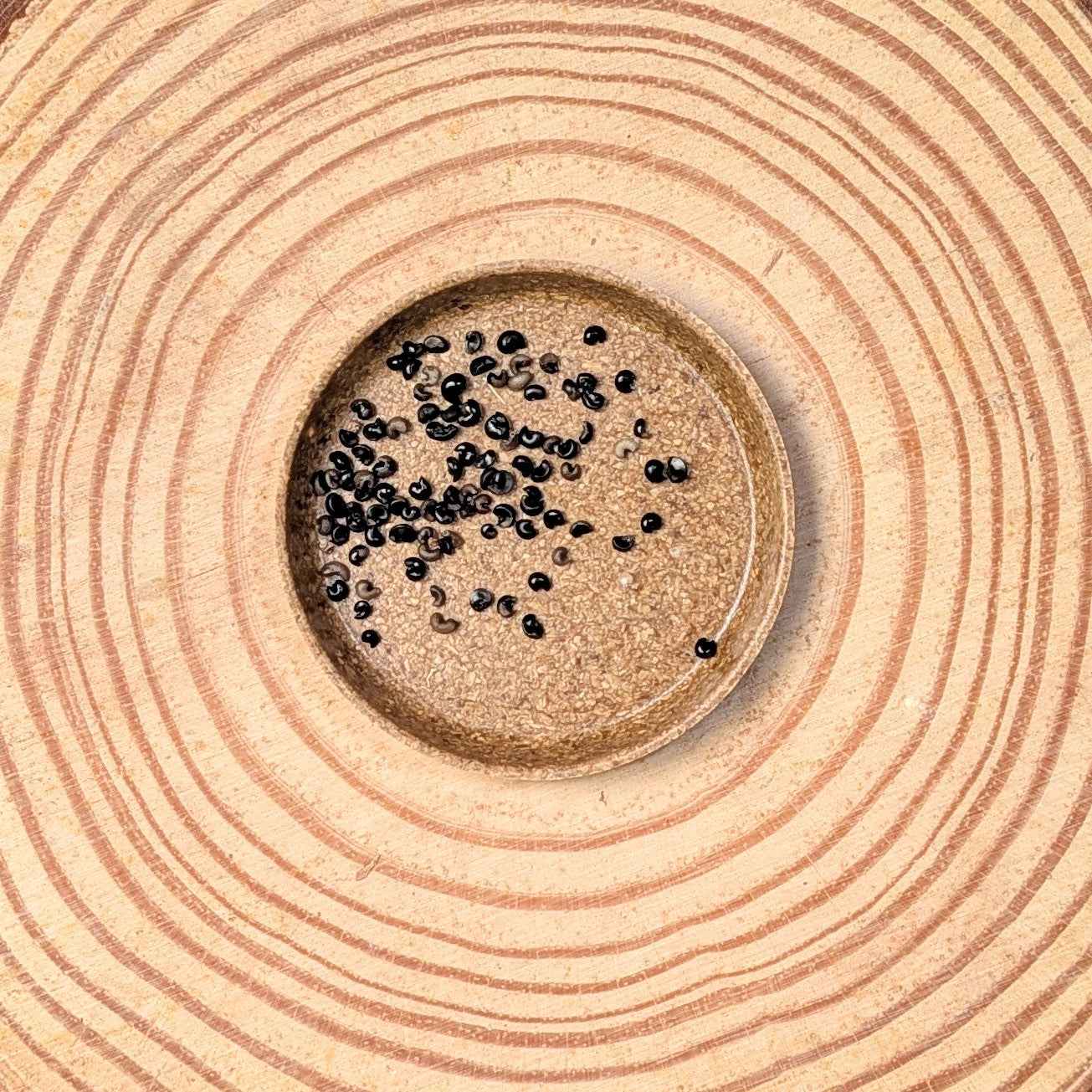 Dracaena Indivisa 'Spike' Seeds - Tampa Home & Garden Store