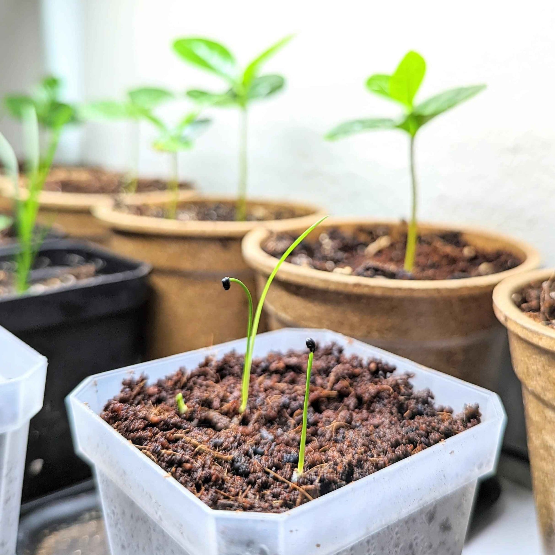 Dracaena Indivisa 'Spike' Seeds - Tampa Home & Garden Store