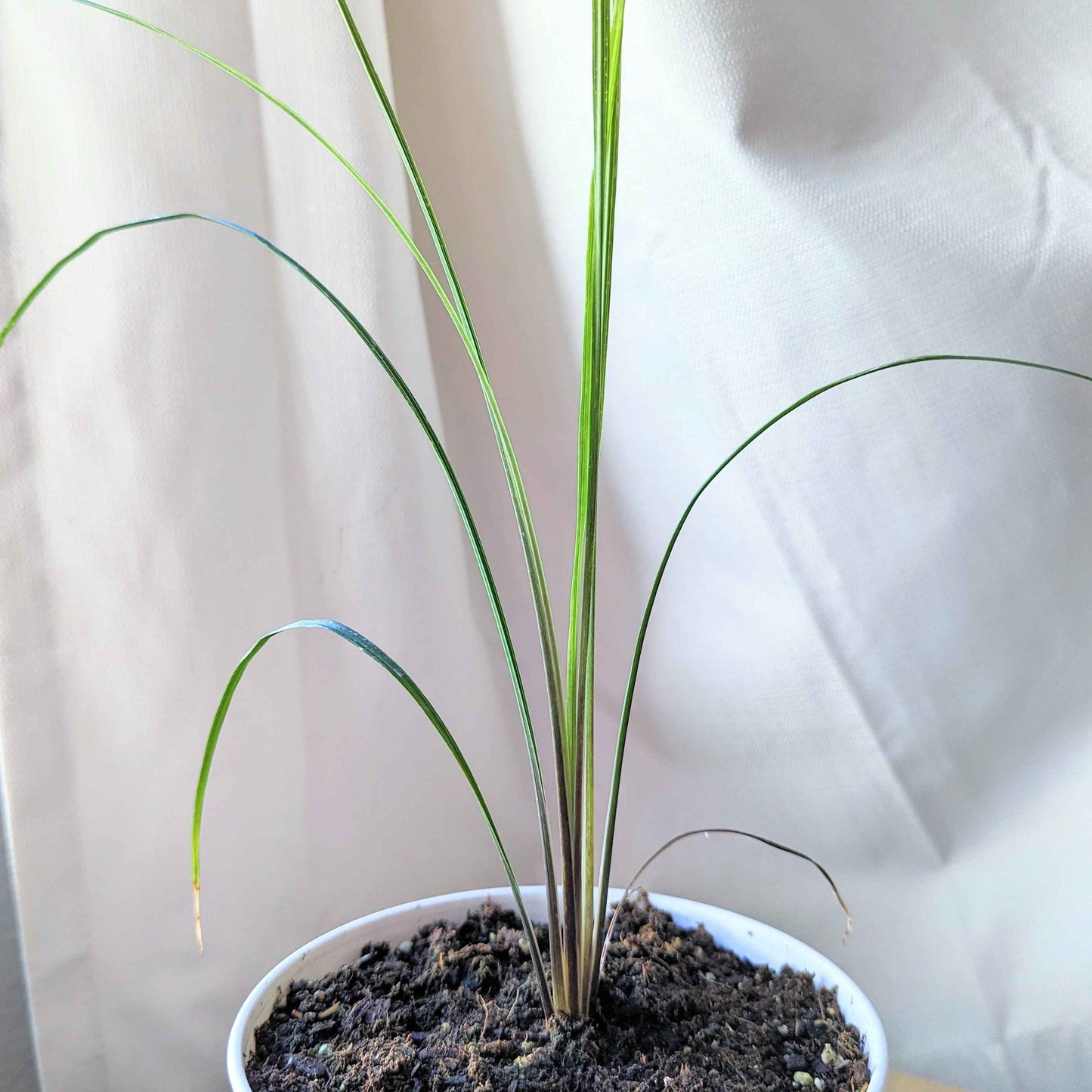 Dracaena Indivisa 'Spike' Seeds - Tampa Home & Garden Store