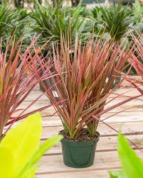 Dracaena marg. colorama - Tampa Home & Garden Store