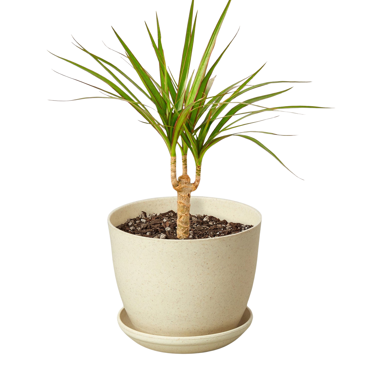 Dracaena Marginata Cane indoor potted houseplant with green narrow leaves Rooted Treasures Farms on Tampa Home & Garden Store