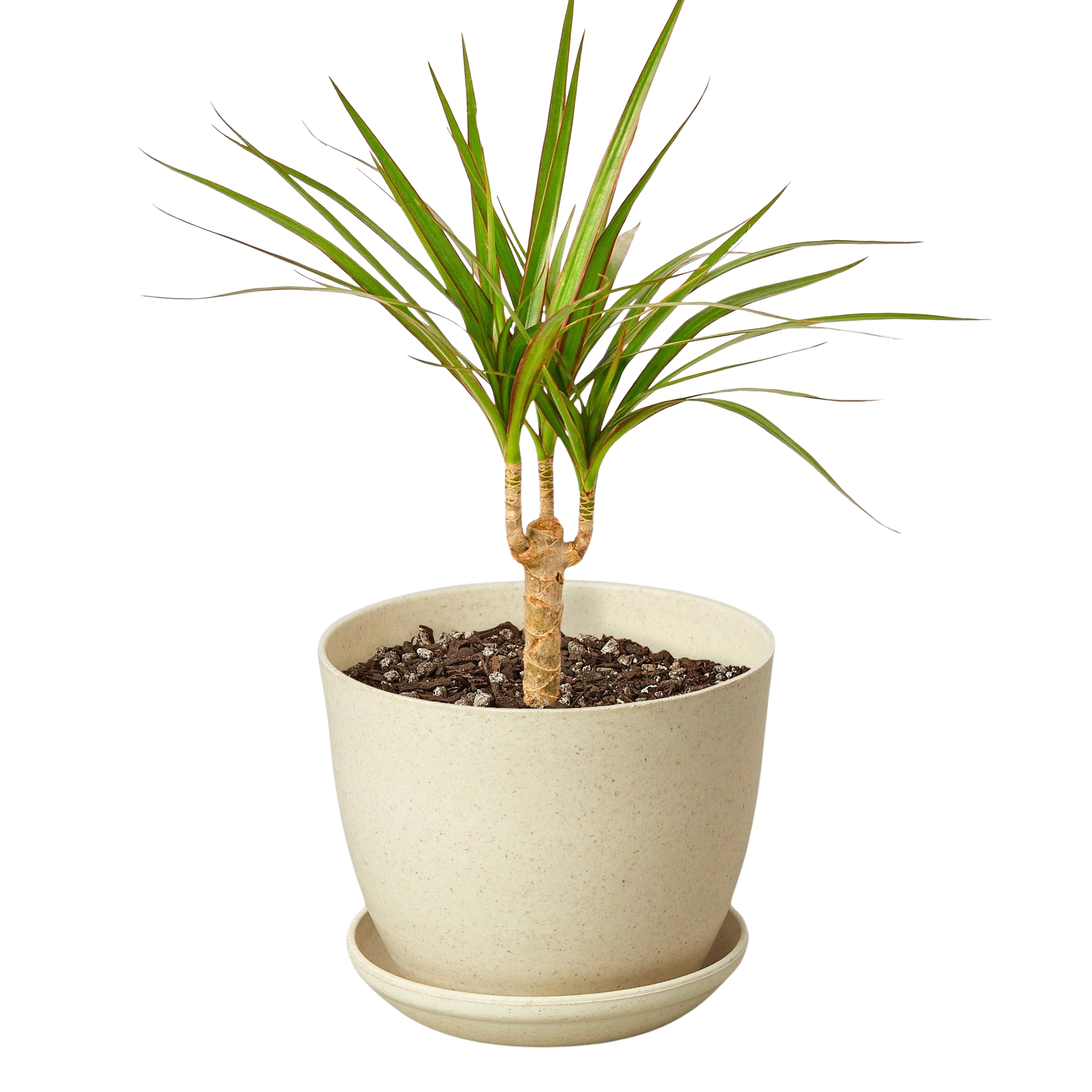 Dracaena Marginata Cane indoor potted houseplant with green narrow leaves Rooted Treasures Farms on Tampa Home & Garden Store