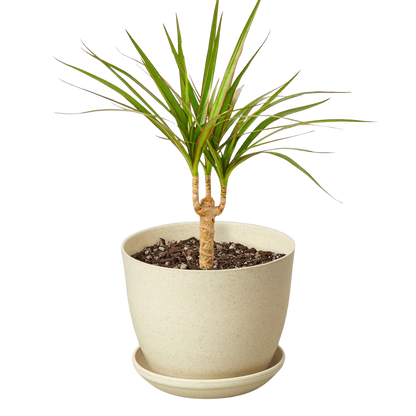Dracaena Marginata Cane indoor potted houseplant with green narrow leaves Rooted Treasures Farms on Tampa Home & Garden Store