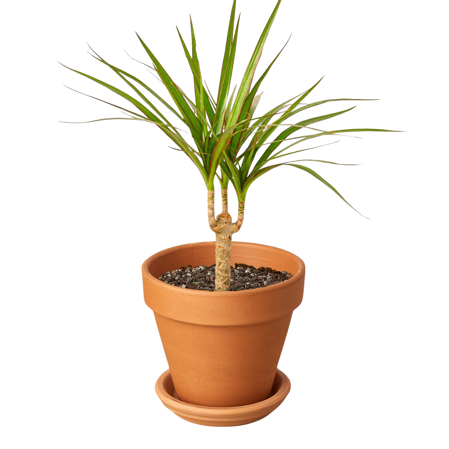 Dracaena Marginata Cane indoor plant with two canes and slim green leaves in terracotta pot on Tampa Home & Garden Store