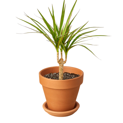 Dracaena Marginata Cane indoor plant with two canes and slim green leaves in terracotta pot on Tampa Home & Garden Store