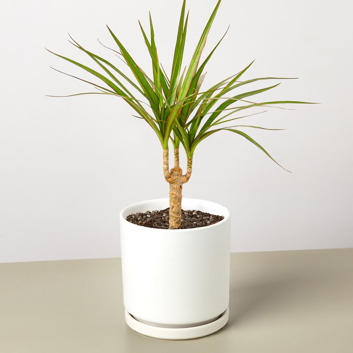 Dracaena Marginata Cane plant with green narrow leaves in white pot by House Plant Shop on Tampa Home & Garden Store