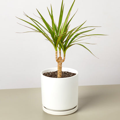 Dracaena Marginata Cane plant with green narrow leaves in white pot by House Plant Shop on Tampa Home & Garden Store