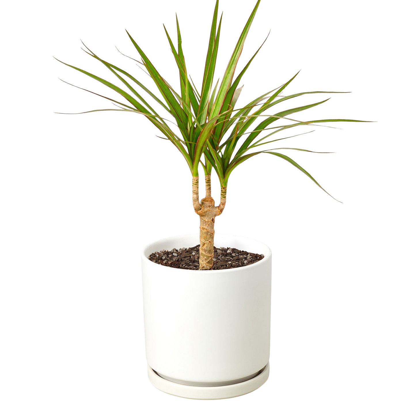 Dracaena Marginata Cane indoor plant with twin trunks and slender green leaves in white pot on Tampa Home & Garden Store