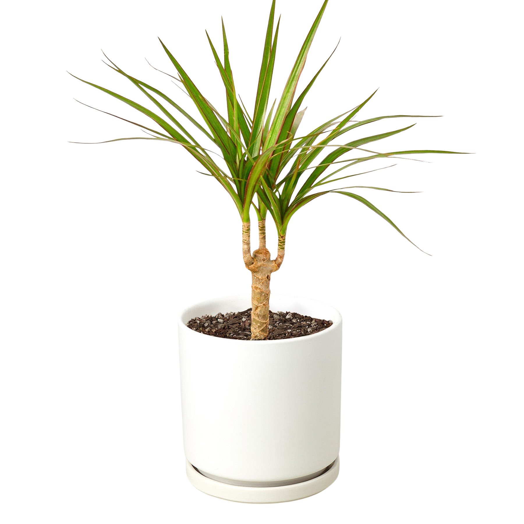 Dracaena Marginata Cane indoor plant with twin trunks and slender green leaves in white pot on Tampa Home & Garden Store