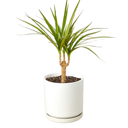 Dracaena Marginata Cane indoor plant with twin trunks and slender green leaves in white pot on Tampa Home & Garden Store