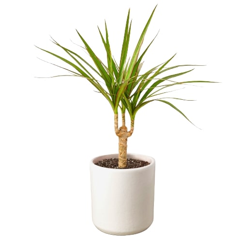 Dracaena Marginata Cane indoor plant in white pot with spiky green leaves on Tampa Home & Garden Store