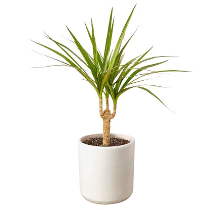 Dracaena Marginata Cane indoor plant in white pot with spiky green leaves on Tampa Home & Garden Store