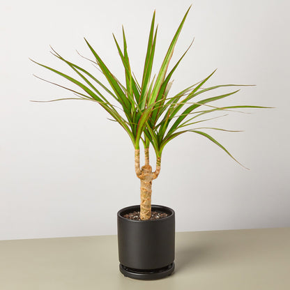 Dracaena Marginata Cane indoor plant with thin green leaves on multiple trunk canes in black pot on Tampa Home & Garden Store