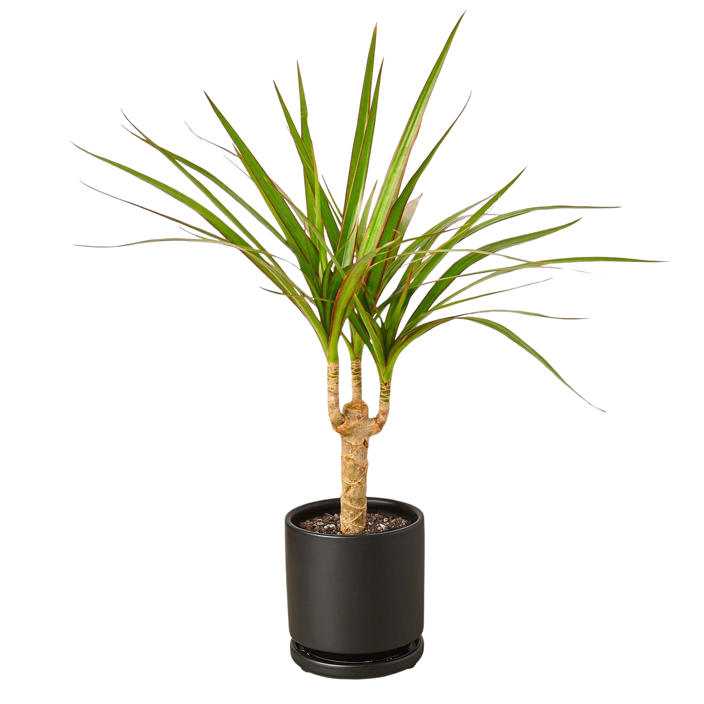 Dracaena Marginata Cane indoor plant with slender green leaves Rooted Treasures Farms on Tampa Home & Garden Store