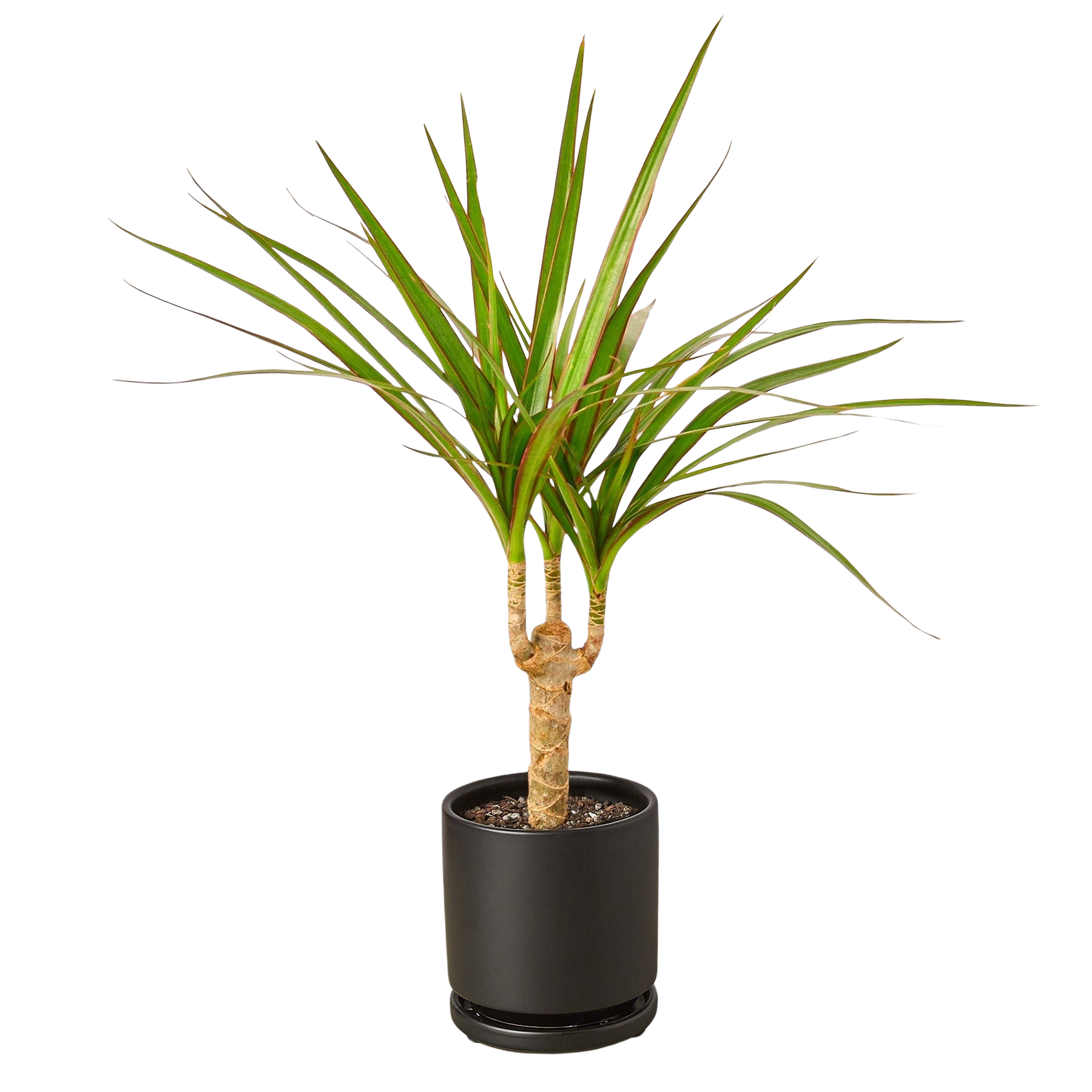Dracaena Marginata Cane indoor plant with slender green leaves Rooted Treasures Farms on Tampa Home & Garden Store