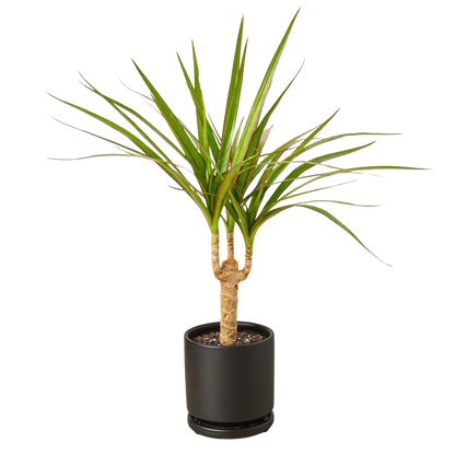 Dracaena Marginata Cane indoor plant with slender green leaves Rooted Treasures Farms on Tampa Home & Garden Store