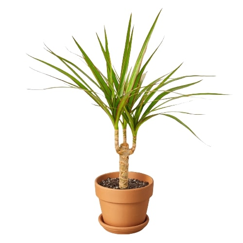 Dracaena Marginata Cane indoor plant in terracotta pot by Rooted Treasures Farms on Tampa Home & Garden Store