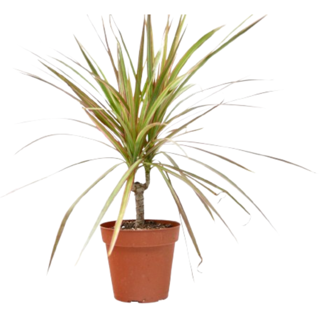 Dracaena Red Margined plant in 4-inch terracotta pot with long green leaves and red-edged margins on Tampa Home & Garden Store