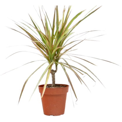 Dracaena Red Margined plant in 4-inch terracotta pot with long green leaves and red-edged margins on Tampa Home & Garden Store