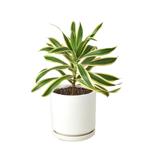 Dracaena Song of India indoor plant in white pot with variegated leaves Rooted Treasures Farms on Tampa Home & Garden Store