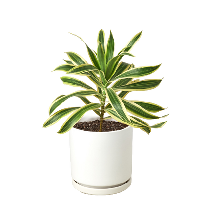 Dracaena Song of India indoor plant in white pot with variegated leaves Rooted Treasures Farms on Tampa Home & Garden Store