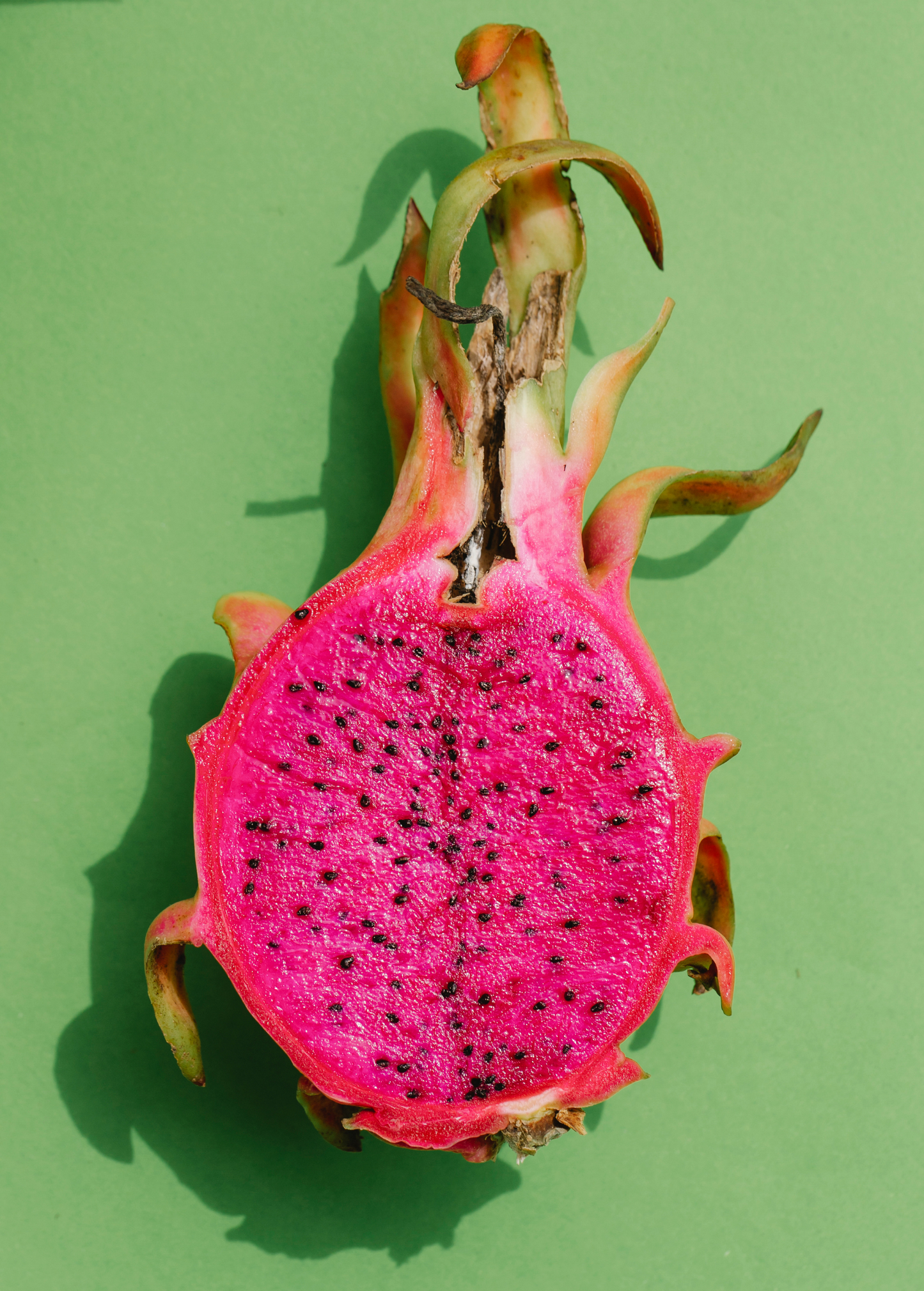 Dragon Fruit 'Edgar's Baby' (Hylocereus stenopterus x Hylocereus Guatemalensis) - Tampa Home & Garden Store