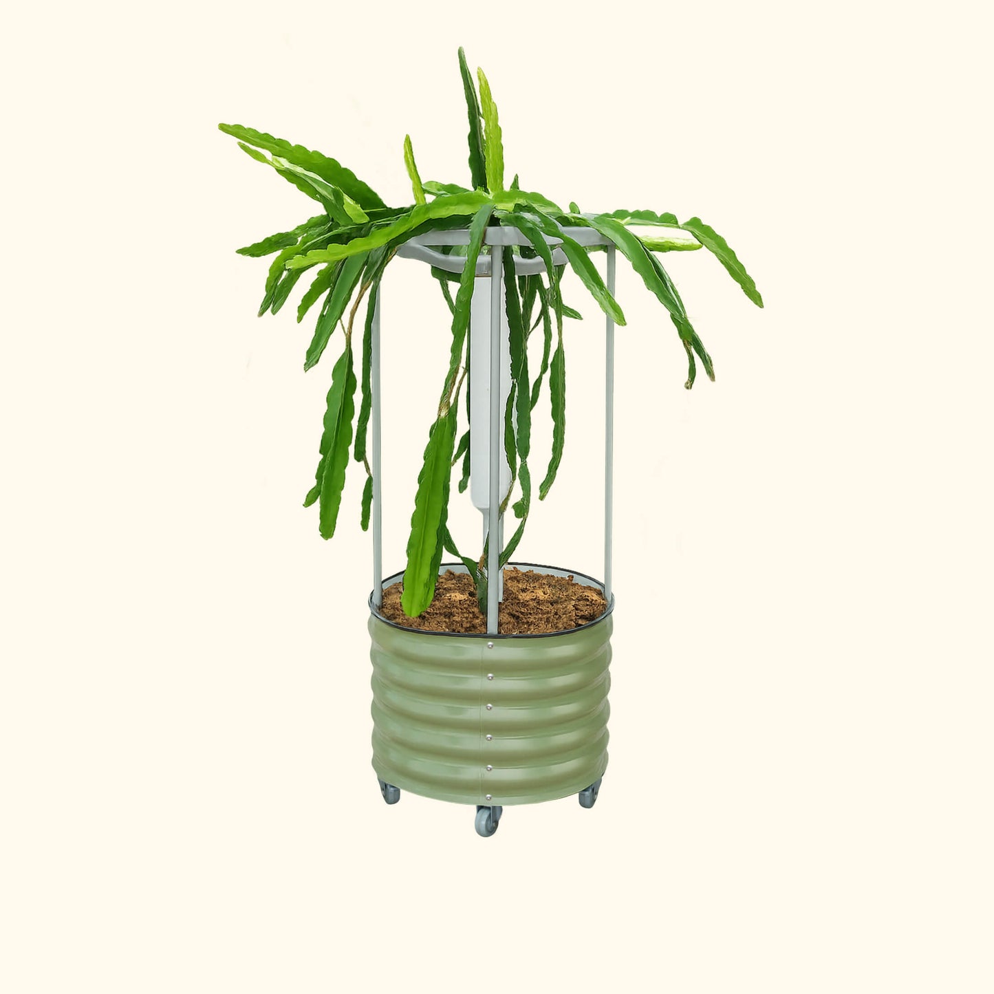 Classic Rolling Dragon Fruit Planter Gen 2 by Vego Garden with metal frame and green base on Tampa Home & Garden Store