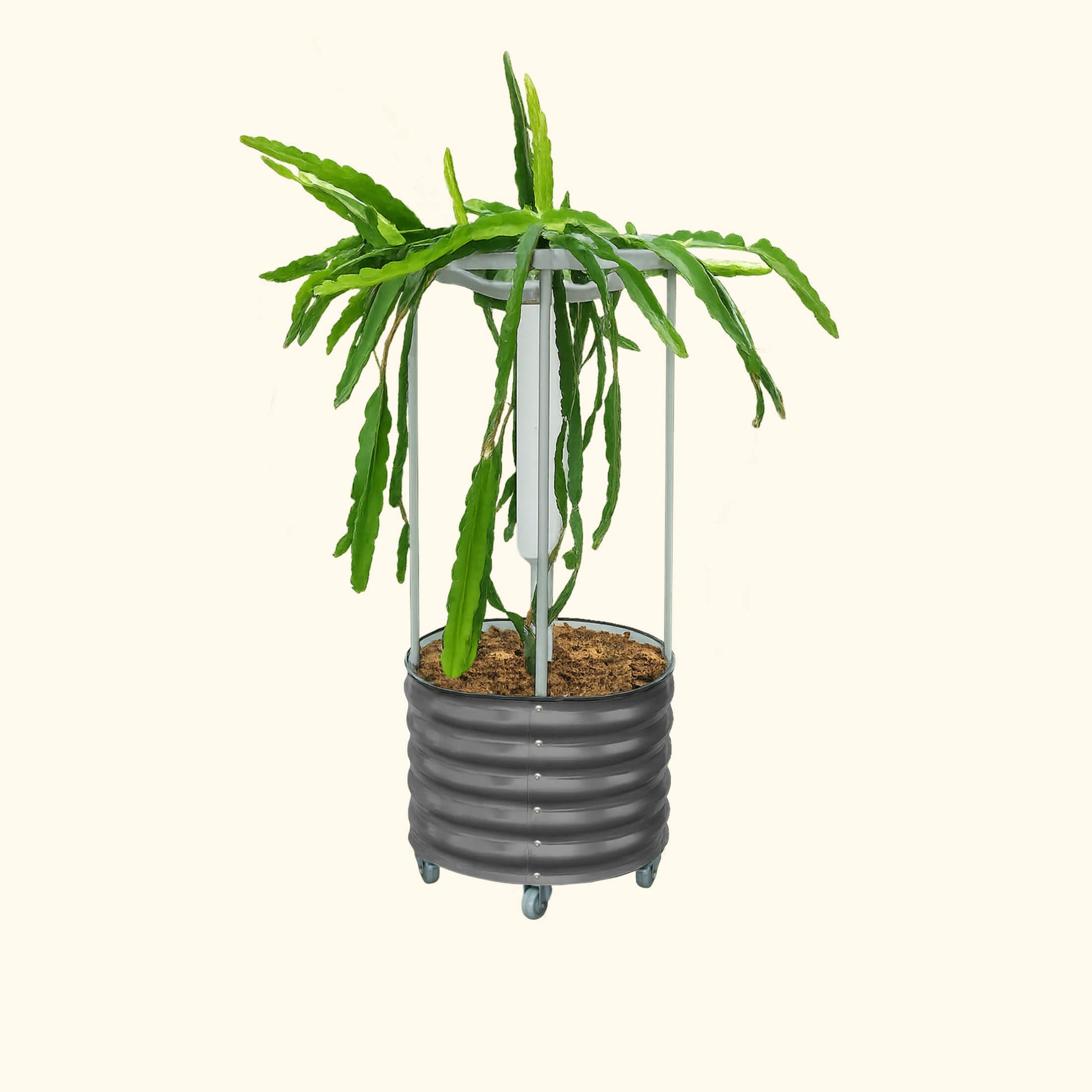 Classic Rolling Dragon Fruit Planter Gen 2 with gray metal frame and wheeled base on Tampa Home & Garden Store