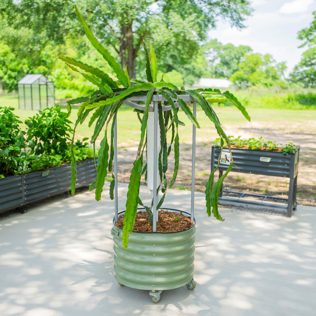 Classic Rolling Dragon Fruit Planter Gen 2 in green stacked barrel with wheels on Tampa Home & Garden Store