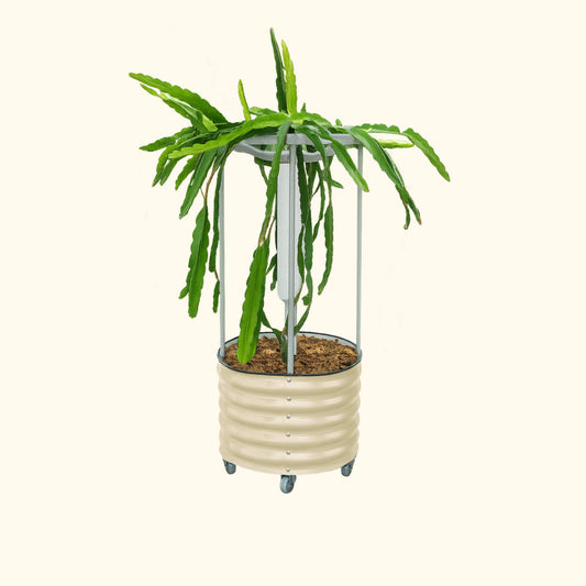 Classic Rolling Dragon Fruit Planter Gen 2 on wheeled stand with green dragon fruit plant on Tampa Home & Garden Store
