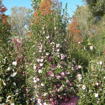 Dream Weaver Camellia plant by Live Good Logistics with pink blossoms and green leaves on Tampa Home & Garden Store