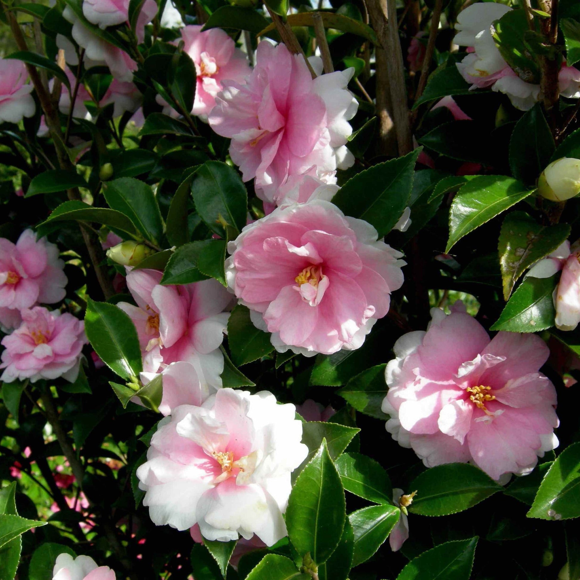 Dream Weaver Camellia plant pink blossoms with glossy leaves Live Good Logistics on Tampa Home & Garden Store