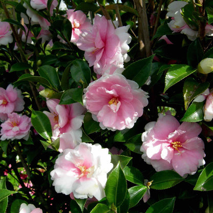 Dream Weaver Camellia plant pink blossoms with glossy leaves Live Good Logistics on Tampa Home & Garden Store