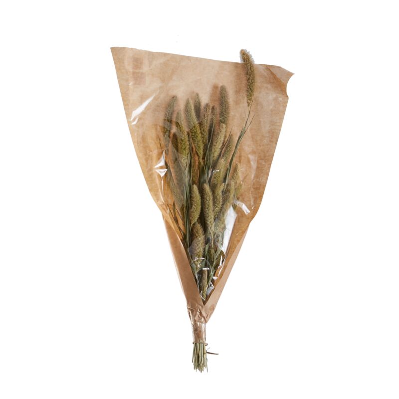 Dried Setaria - Tampa Home & Garden Store